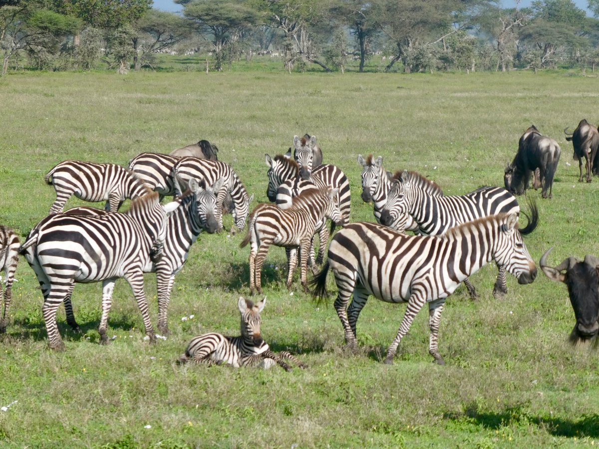 Just returned from safari where I realized that zebras are not rare everywhere!  Remember, amyloidosis is no longer a zebra and the definition of a “zebra disease” is in the eye of  the beholder. If you don’t think  of a diagnosis,  the patient isn’t any less likely to have it!