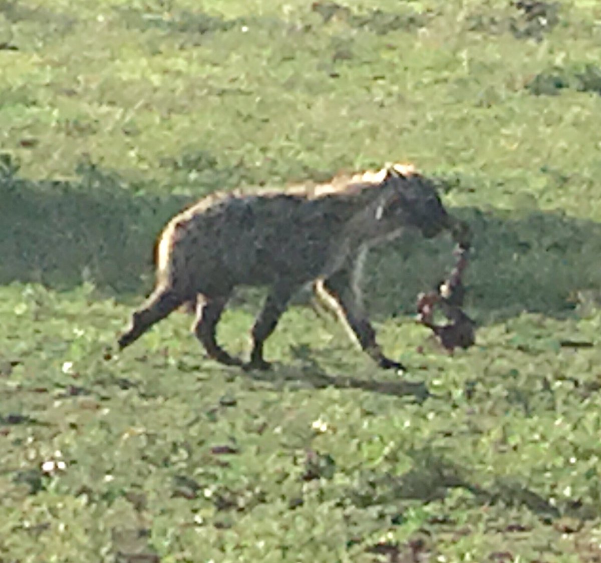 But if you miss amyloidosis in the era of new therapies, the hyenas ( read “lawyers” ) will get you!!