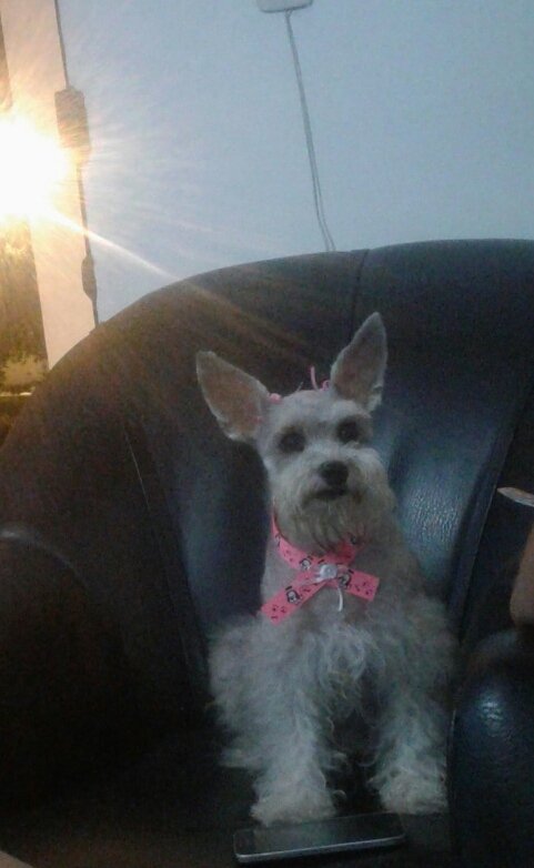 marcelacastill5's tweet photo. Como  la amo🐶❤ https://t.co/VZ9K74KZmi