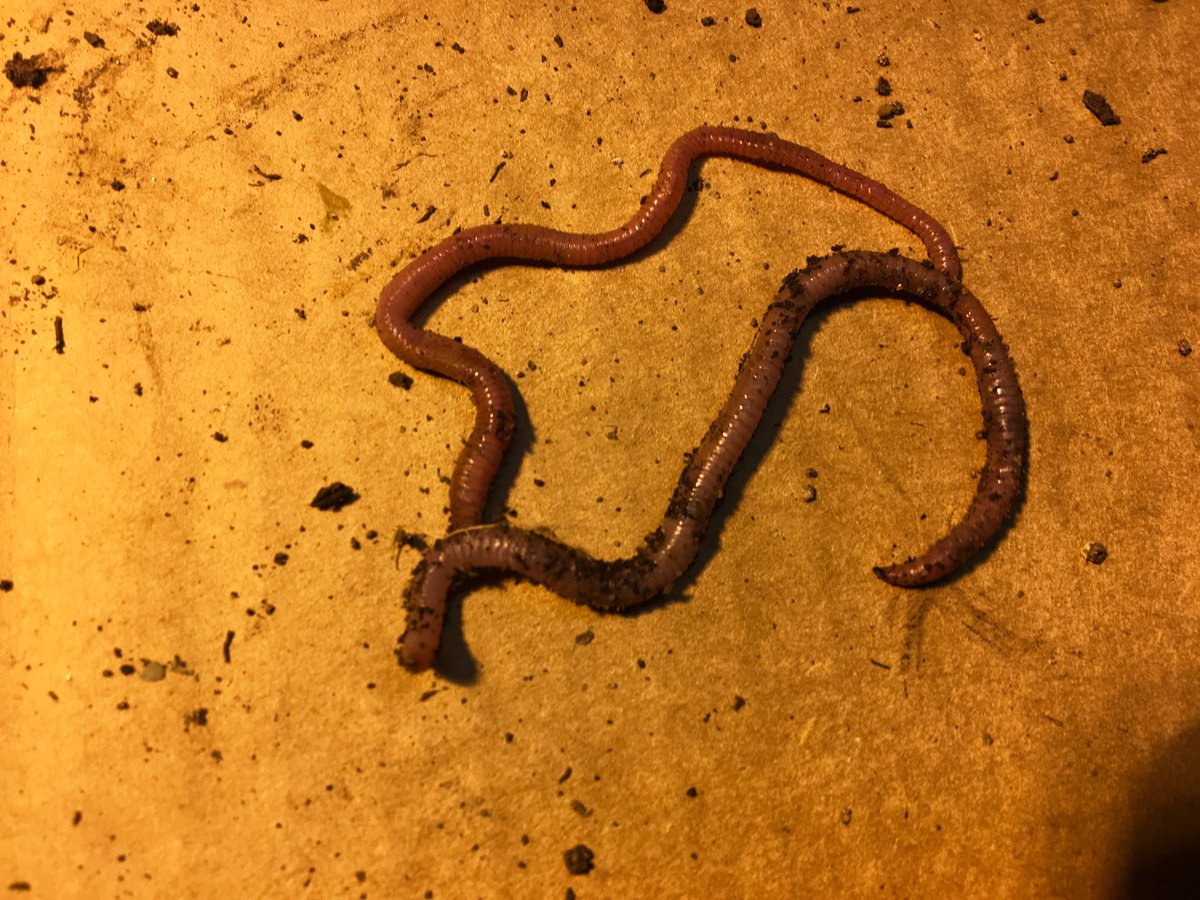 WormsWay's tweet photo. Can you tell the differences between these two worms? One is an earthworm and the other is a red wiggler. #vermiculture https://t.co/JxzdFpqhuX