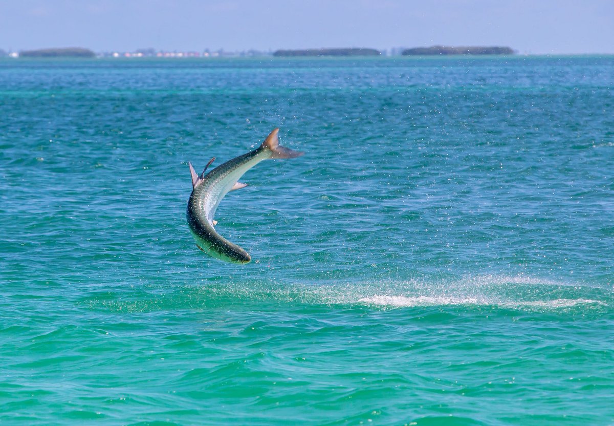silverkingstv's tweet photo. Dreaming of launching big girls? Watch Captain Jared and Charlie Johnson have an epic day come together this Saturday on Discovery Channel. https://t.co/ByCuMdpgkm