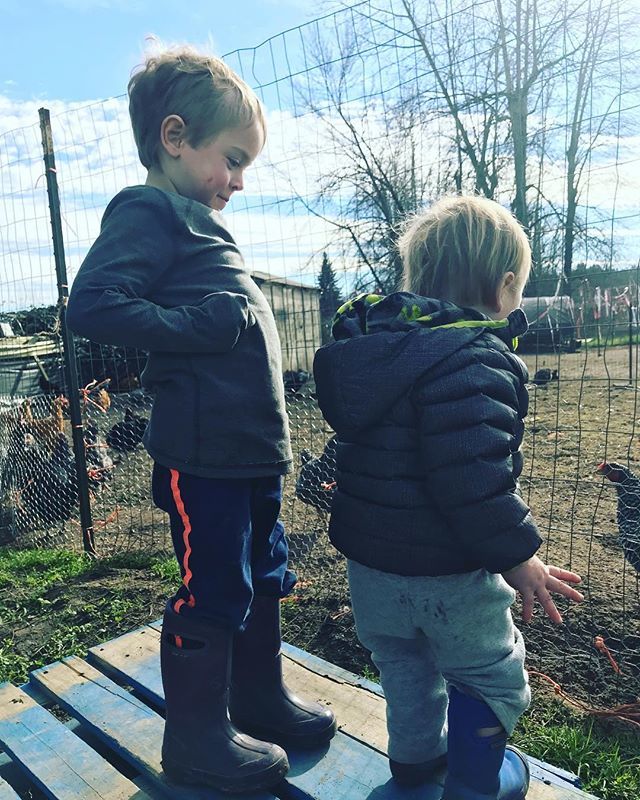 bok bok bok .
.
.
.
We love getting our produce from @wildhareorganicfarm .
.
.
#organic veggies #grownwithlove 10 minutes from our home. Now that’s pretty amazing. .
.
.
.
#washington #pnw #sunshine #farmday #csa #hugafarmer #nofarmsnofood #plantbasedliving #eatlocal #eator…