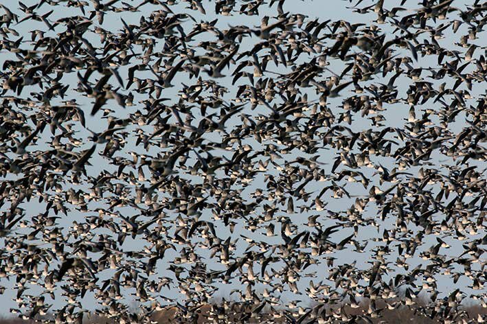 Wie zei ook alweer dat er niet zoveel ganzen zijn dit jaar? Deze foto van #Jantijsma uit Oudemirdum laat zien hoe het deze week is in Gaasterland. Vooral veel brandganzen. Trek de foto uit om de vogels te onderscheiden.