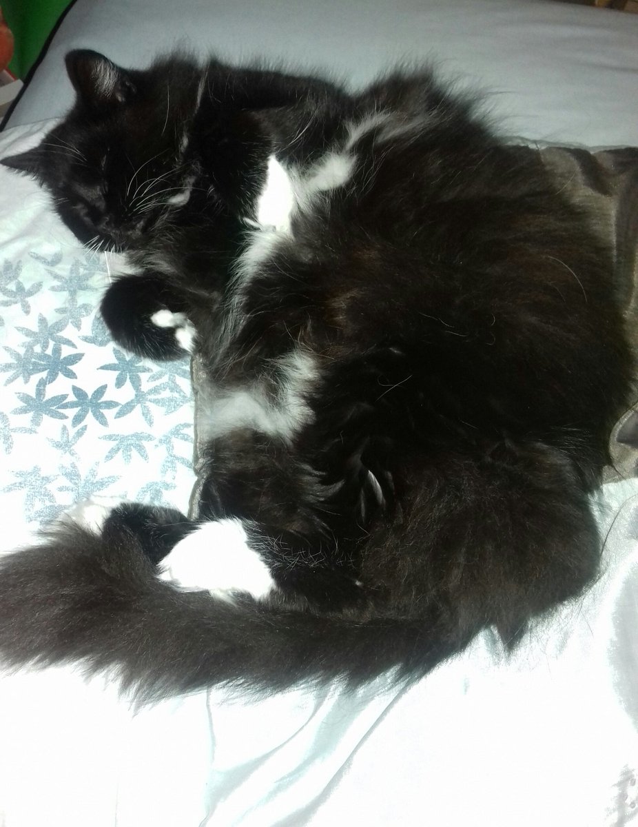 TooniePaws's tweet photo. Hi everyone, Lottie here, reclaiming my Twitter after my hooman keeps stealing it. At least she's only tweeting kitty stuff! Hope everyone had a lovely #TuxieTuesday 
It may look like I'm taking it easy but I'm all go on the inside, honest #ToughLife
#CatsOfTwitter #Cats #Tuxie https://t.co/dDntiAQU7P