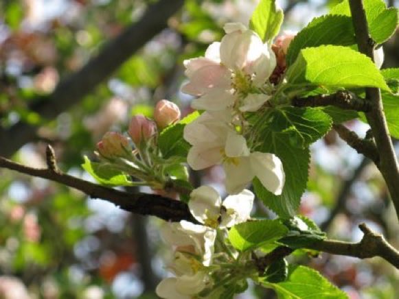 Great reasons to plant an apple tree:
1. Wildlife habitat - that could last 100s of years.
2. #ClimateAction - soaks up CO2.
3. Tasty, healthy, packaging-free harvest.
4. Somewhere shady to sit in the summer.
5. Beautiful to look at.
bit.ly/2njQImN
#GreenSpaceTips 🍎