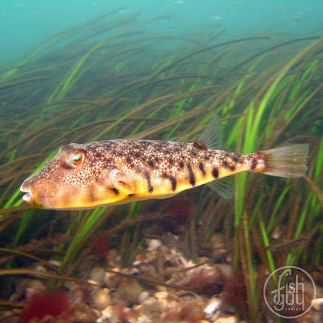 Here's another for the #iheartestuaries campaign... My favorite fish of the Peconic Estuary, the northern puffer aka blowfish
.
.
.
#blowfish #pufferfish #northforker #peconicbay #scubadiving #padi #underwaterphotography #uwphotography #scubadiver #scuba… ift.tt/2su8MxO