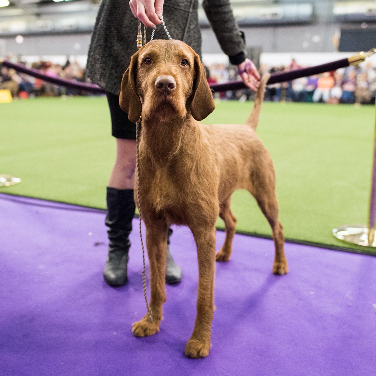 vizsla dog show