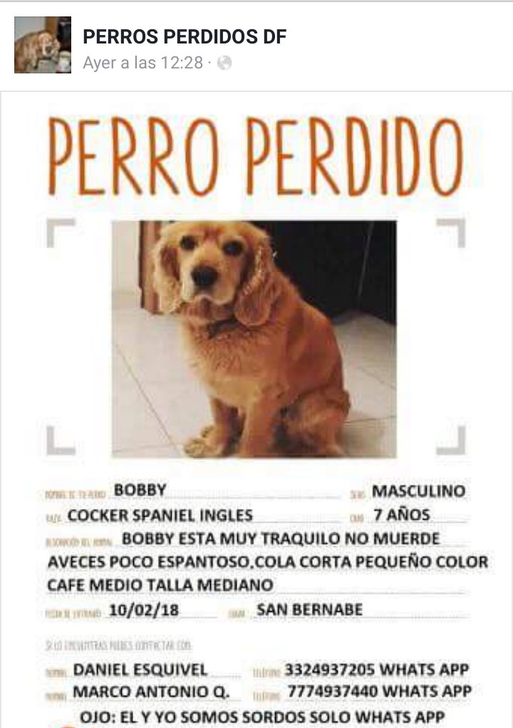 perrososmx's tweet photo. #Perdido #cdmx dueño #Sordo #SanBernabeOcotepec #10feb2018 @DelLaMagdalenaC @ParqueSnBernabe @En_MagContreras @JerrxG13 @UribeMerle @fellpudito @Apoyo_Croqueton @MarianimaLOVERS @xjusticianimal @APAMDif @EEYYYAA @_PatriciaAnaya @_PatriciaAnaya @Dcyon @yiyimich @animalitoscdmx https://t.co/uhxG9dsKcy