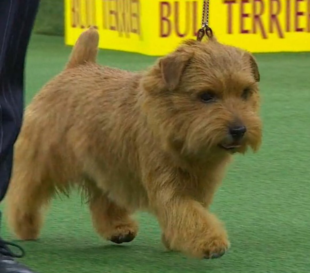 juleeslc's tweet image. Winston is adorable! #godlovesaterrier #yeshedoes #westminsterdogshow