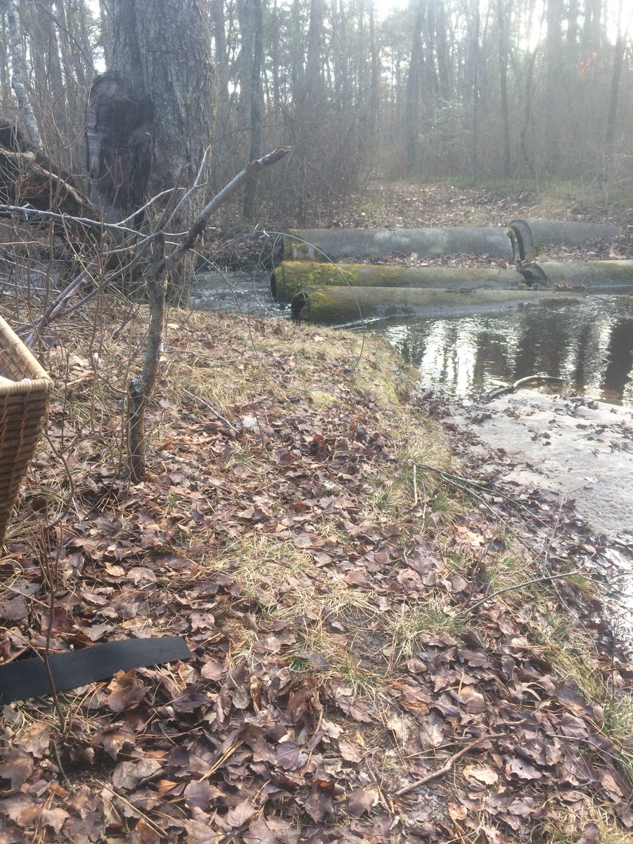 Set some snares and some dog proof traps on some killer pinch points tonight hopefully have a fox or coyote and a few coons in the morning!!