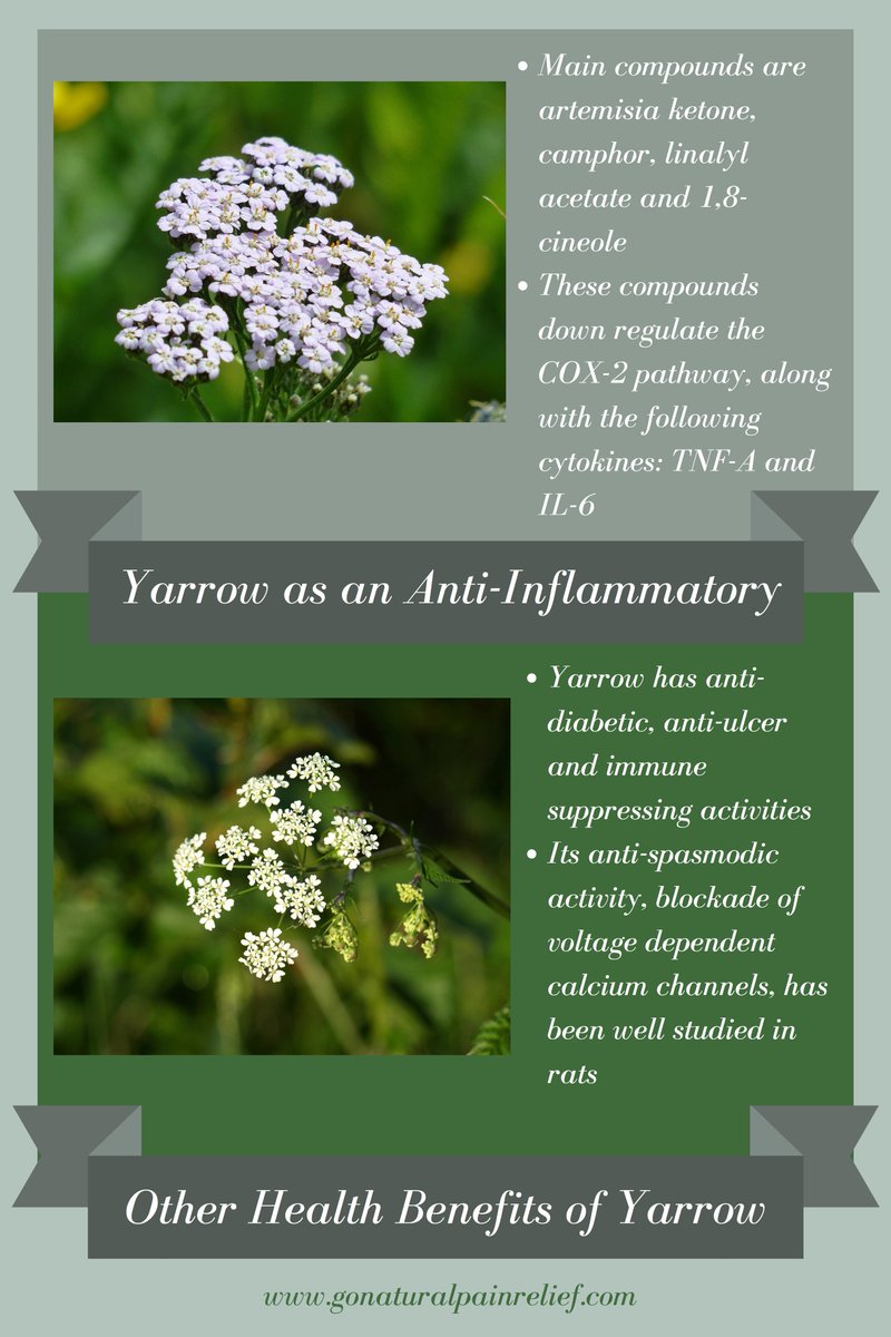 GoPainRelief's tweet photo. #yarrow #achillea #antiinflammatory #inflammation #inflammationfighter #herbalremedy #naturalremedy #forinflammation #fightinginflammation #naturalpainrelief #painrelief #gonaturalpainrelief
Link - https://t.co/h3uxFBwFSs https://t.co/qROtdLskJv