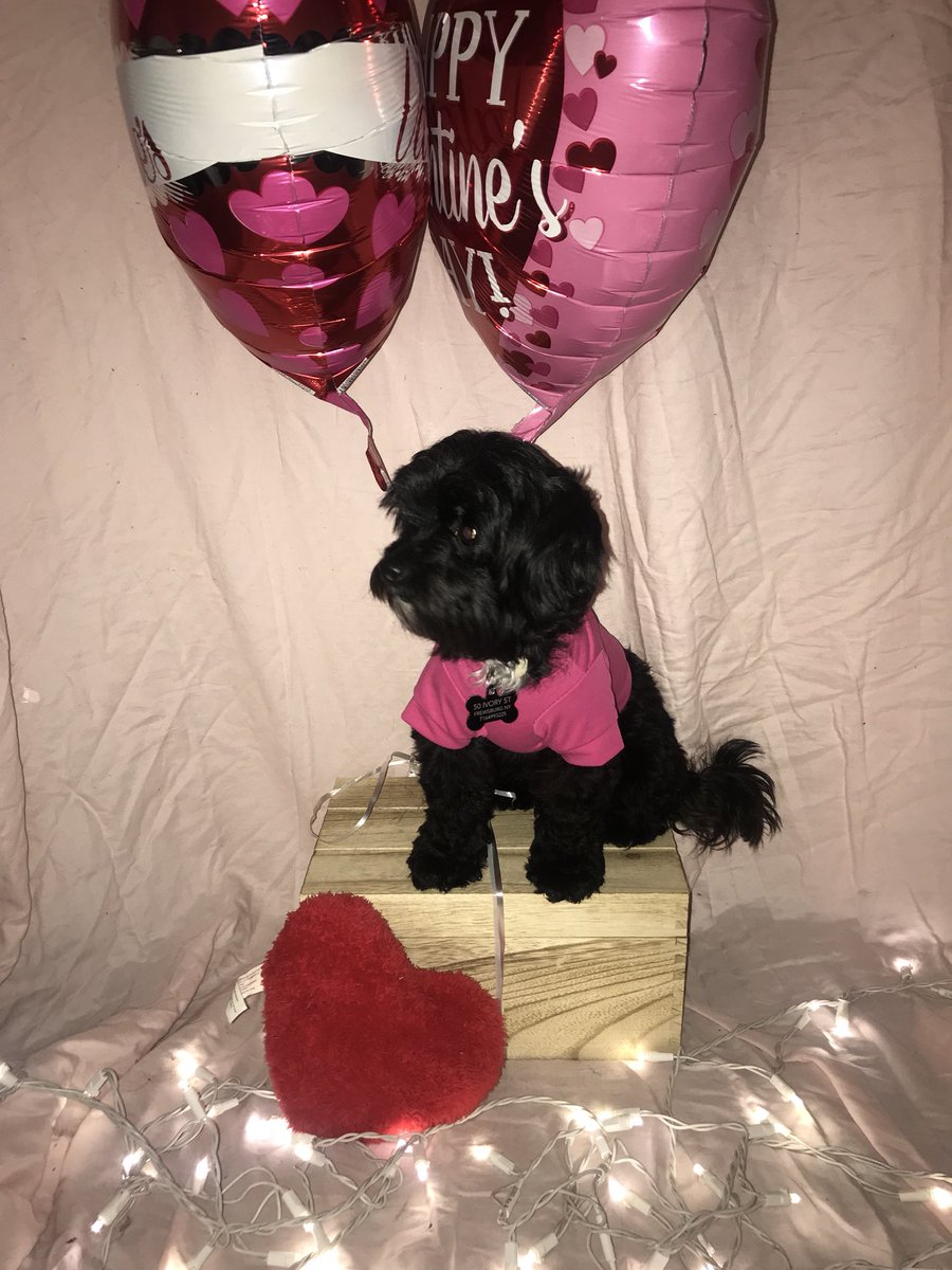 katelynfeels's tweet photo. Happy Valentine’s Day from my little babies 💞 https://t.co/bY7e3WDSJO