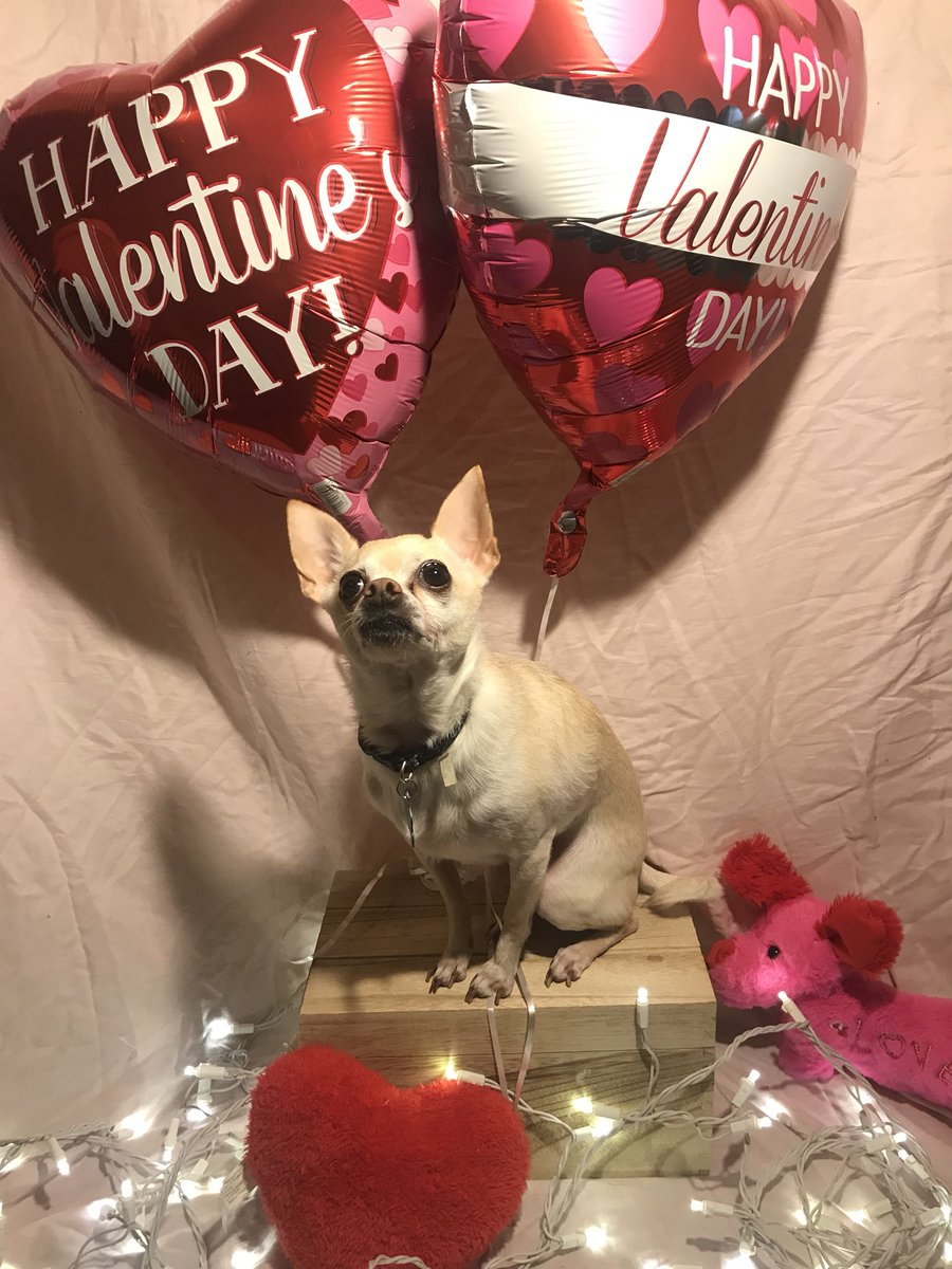 katelynfeels's tweet photo. Happy Valentine’s Day from my little babies 💞 https://t.co/bY7e3WDSJO