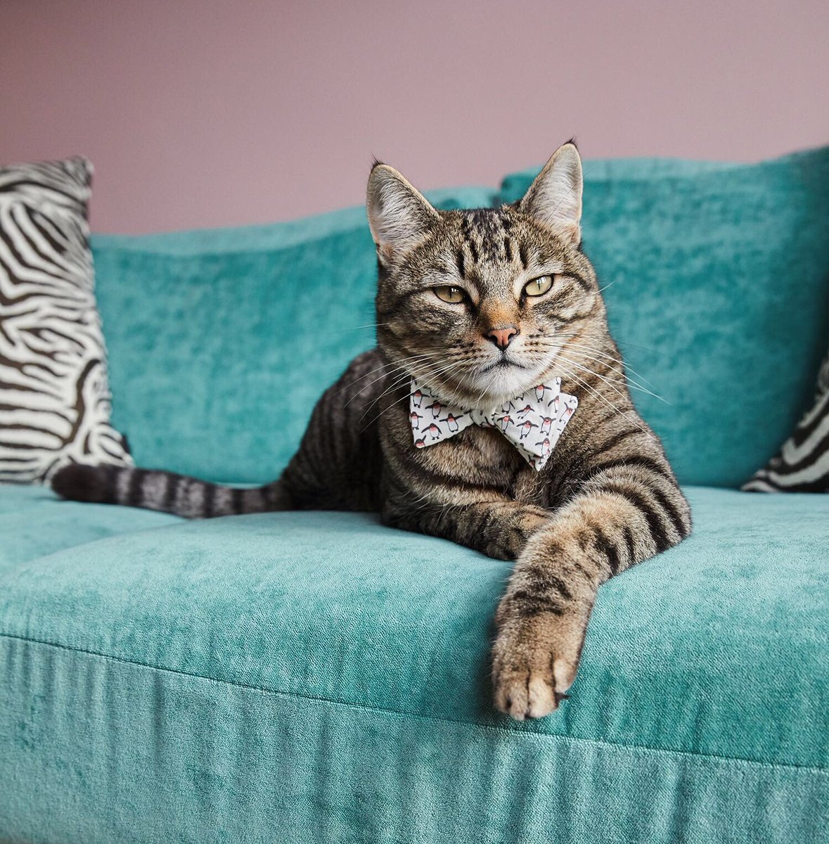 pet_collective's tweet photo. Roses are red
Violets are blue
I am the boss
Now scoop up my poo 🙊
#VIPRhyme #ValentinesDay2018 https://t.co/qs1T5NYXh1