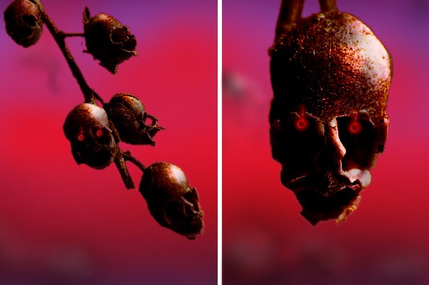 キンギョソウの花は散ったあと 骸骨に見える Togetter キンギョソウの花は散ったあと 骸骨に見える Togetter