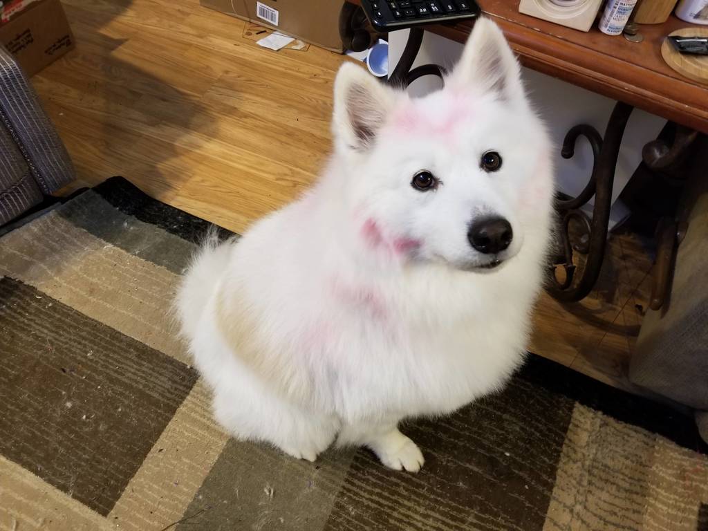 FloofSamoyeds's tweet photo. Freshly Groomed Fluff https://t.co/MqaM4rvDWK