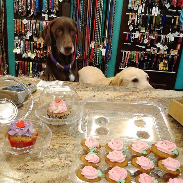 hiphoundshop.com 🐶🎂👀
Pupcakes are in from @sugahscookiesandcakes!! Buy something sweet for your furry Valentine ❤❤❤
.
.
.
#Valentine's #dog #chocolatelab #yellowlab #pupsofnw #nwdogs #bacon #peanutbutter #frosting #treats #yummy #dogboutique