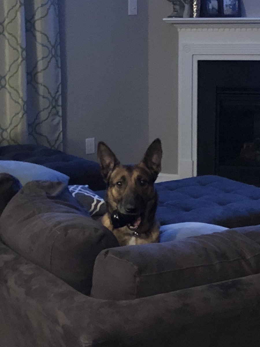 Gavin_Walmsley's tweet photo. I leave the room for two seconds and Emy decided to get comfy. @RCSD #offdutylife #K9 #K9Emy https://t.co/LbJ4E0gZuE