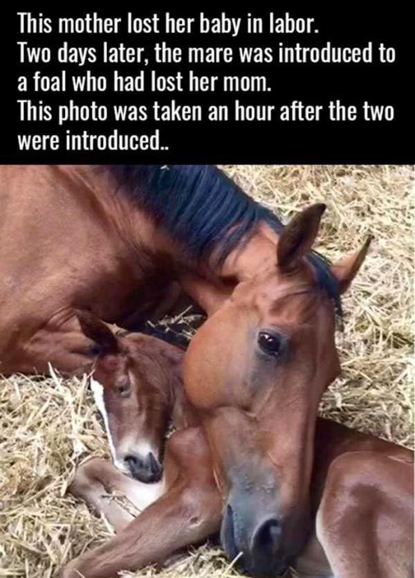 cshorsedotcom's tweet image. Beautiful. ❤️🐴🐴❤️