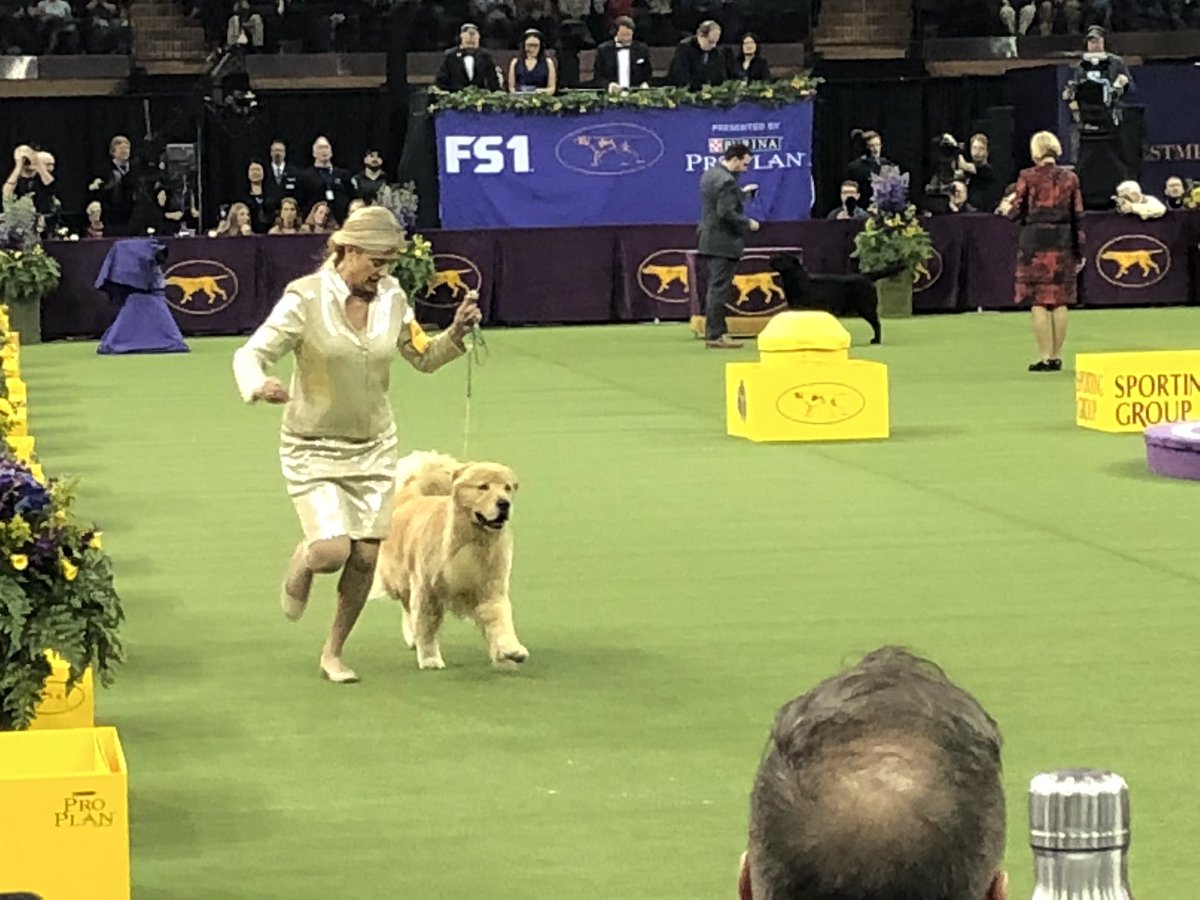 american kennel club golden retriever