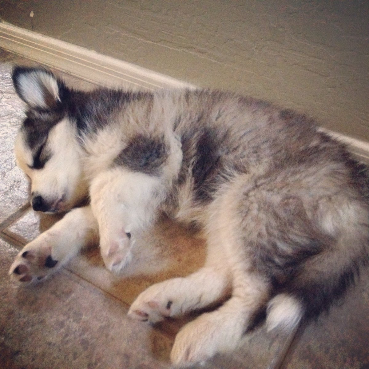 EpicGamer1088's tweet photo. @M3RKMUS1C #AskM3RK Not a question BUT if I heard correctly, Kayrina wanted cute doggo pics, so here you go https://t.co/qiNFtrfEgT