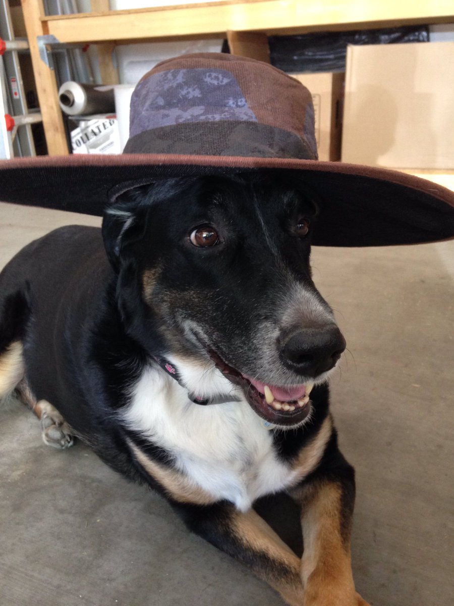 EpicGamer1088's tweet photo. @M3RKMUS1C #AskM3RK Not a question BUT if I heard correctly, Kayrina wanted cute doggo pics, so here you go https://t.co/qiNFtrfEgT