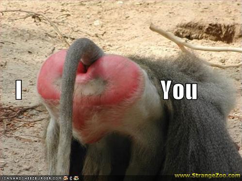 the heart-shaped butt of a female baboon, used to write "I Heart You"