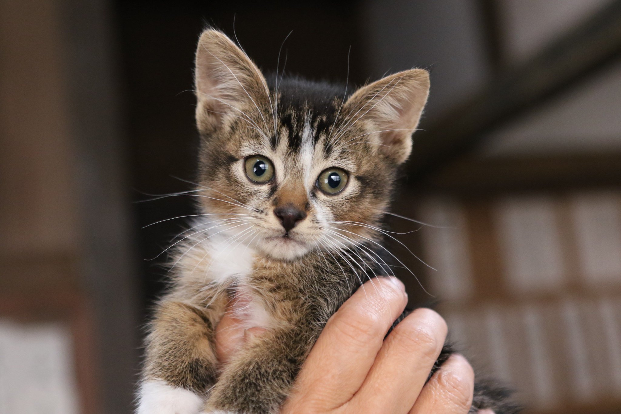 ニコニコ生放送 ニコ生公式 ハッピーバレンタイン 猫侍 より 玉之丞 他 ねこたちの写真をプレゼント アイコン ヘッダー 壁紙など ダウンロードしてお楽しみください 2月22日は 猫の日 2 21 玉之丞ときどき春馬 T Co ニコニコ生放送 ニコ生公式 ハッピーバレンタイン 猫侍 より 玉之丞 他 ねこたちの写真をプレゼント アイコン ヘッダー 壁紙など ダウンロードしてお楽しみください 2月22日は 猫の日 2 21 玉之丞ときどき春馬 T Co