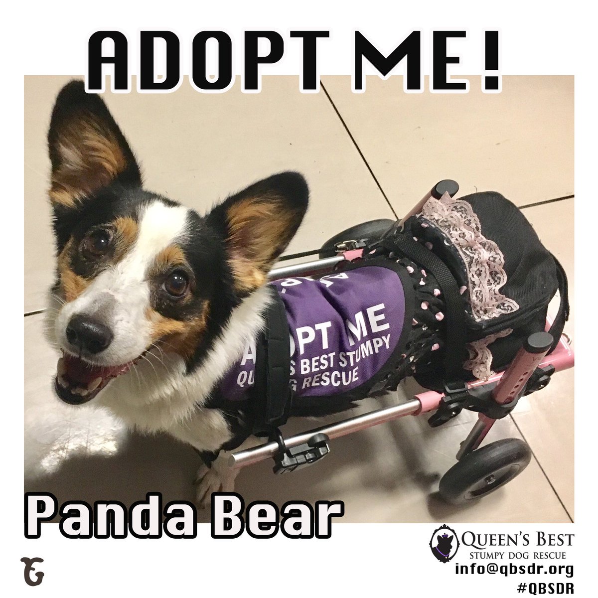 granolabarks's tweet photo. Today’s adoptable dog is Panda Bear! To find out more about her, visit the Queen’s Best Stumpy Dog Rescue, https://t.co/1VCpzroj5b! #granolabarks #gbarks #shelterdogs #resuedogs #adoptdontshop #puppy #local #santabarbara #glendale #california #madeinusa #QBSDR @QBSDR https://t.co/WKOWHU8Yhm