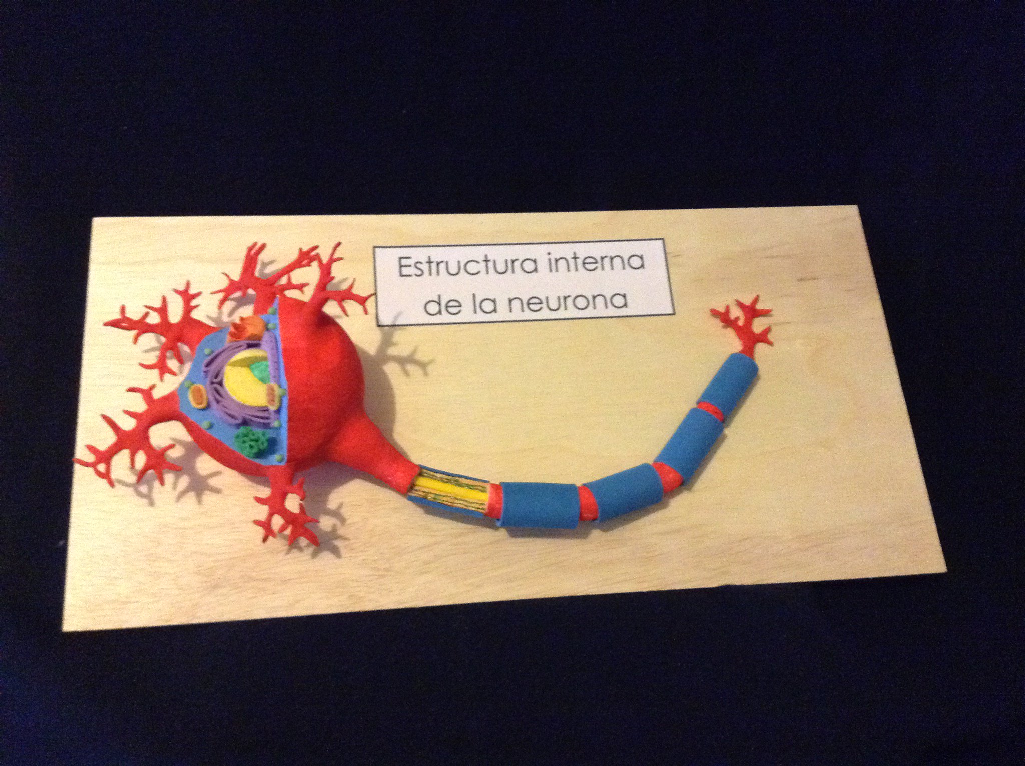 on Twitter: "#neurona, #estructuraneurona https://t.co/in7NfCCYEO" / Twitter