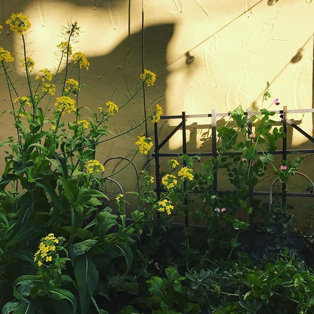 rootedfood's tweet photo. My dramatic, neglected, but happy oakland garden. Plan on making a huge fun salad for Valentine’s Day tomorrow with plenty of miner’s lettuce, chickweed, and edible flowers! 🌸 #backforabit #transitionhome #temescal #gonetoseed #minerslettuce #chickweed #wildfood #eattheweeds https://t.co/ZvFbbNTwyu
