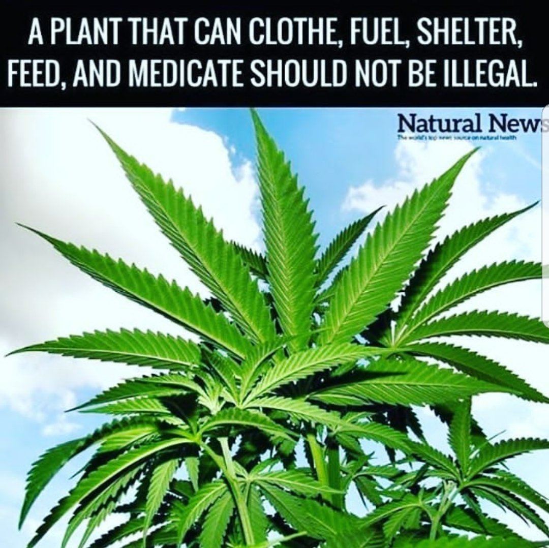 DrMesmer's tweet photo. #HempCanSaveThePlanet #WeedCanSaveYou #Deschedule #DescheduleCannabis #DescheduleToday #DeschedulePot #DescheduleNow @realDonaldTrump @RealJamesWoods @JackHererHemp @Cannabis_Lobby @BreitbartNews @hemplion @CernovichNews @canna_media @MmjStateLaws @MinistryofHemp @DiamondandSilk https://t.co/JaxNbsb0vr