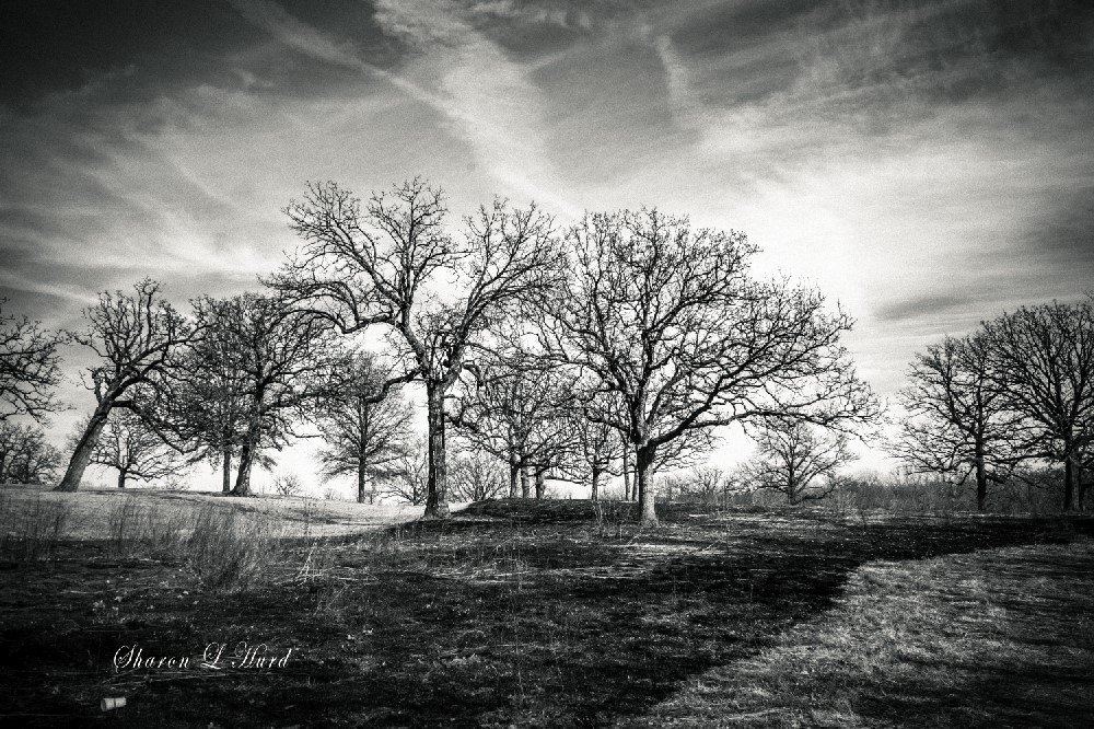 SharonL_Hurd's tweet photo. Deeply rooted and tenacious - Kansas City, MO  #middleamerica #winter #trees #deeproots #naure #goathillgirl https://t.co/bKZEHIAfNk