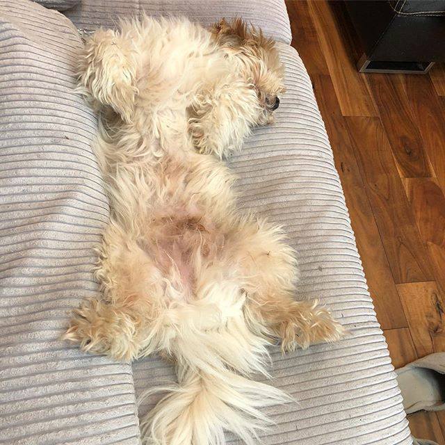 ruowenhuang's tweet image. How Lucky keep me company when working 😂😂😂 #luckythedog #gooddaytosleep #howtobeproductive ift.tt/2GEaEqJ