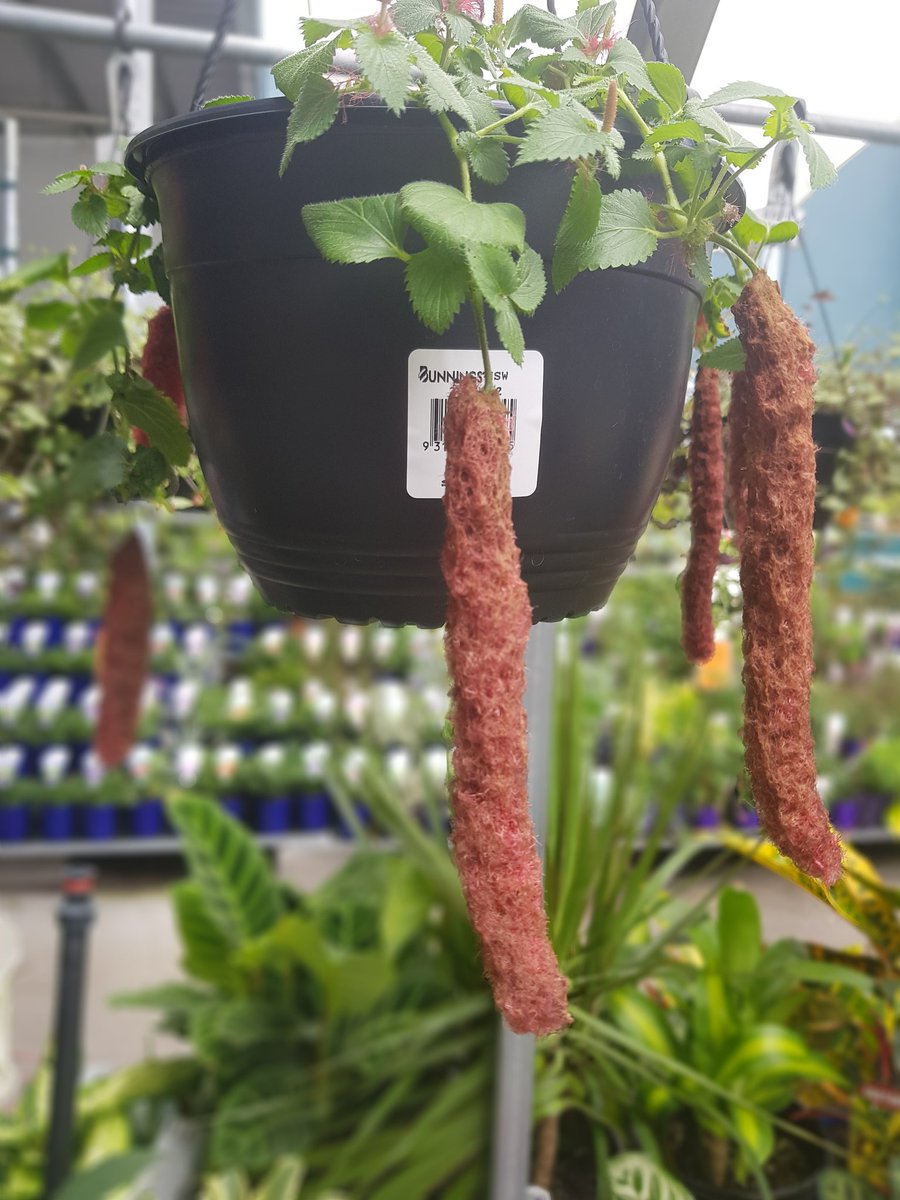 chillipowered's tweet photo. The majesty of the poop plant https://t.co/71WqB4lYHR