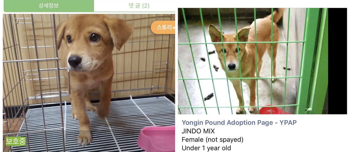 chickpea_01's tweet photo. @mangosango This is her as a baby (2months), I think she was dumped at the city district office? She's been at the pound ever since and came up for euthanasia when they were trying to clear cages in the new year DDD: https://t.co/xM0LNe7jR1