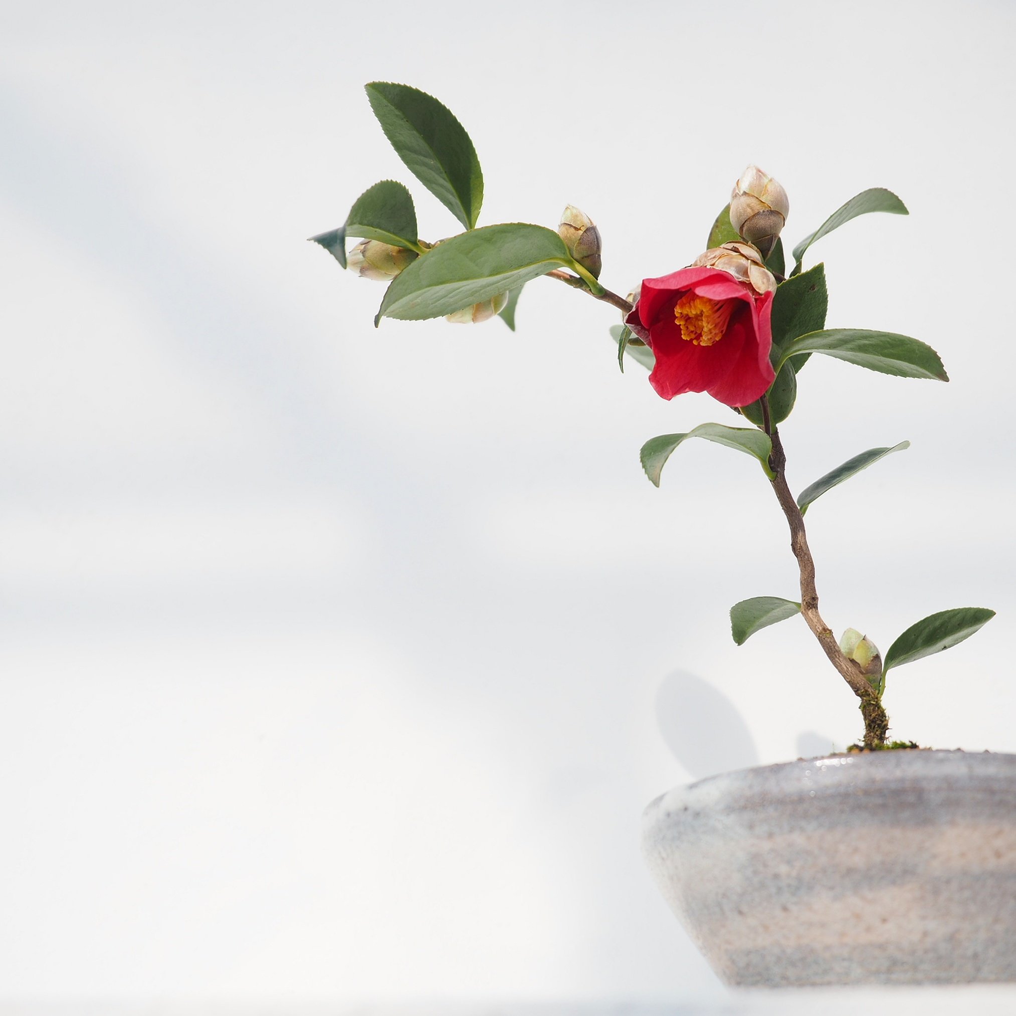 ট ইট র ぼんさい屋とき 新潟は今日も青空が広がっています 先日の雲竜椿が咲きました 盆栽 雲竜椿 模様木 今日の一鉢 ぼんさい屋とき