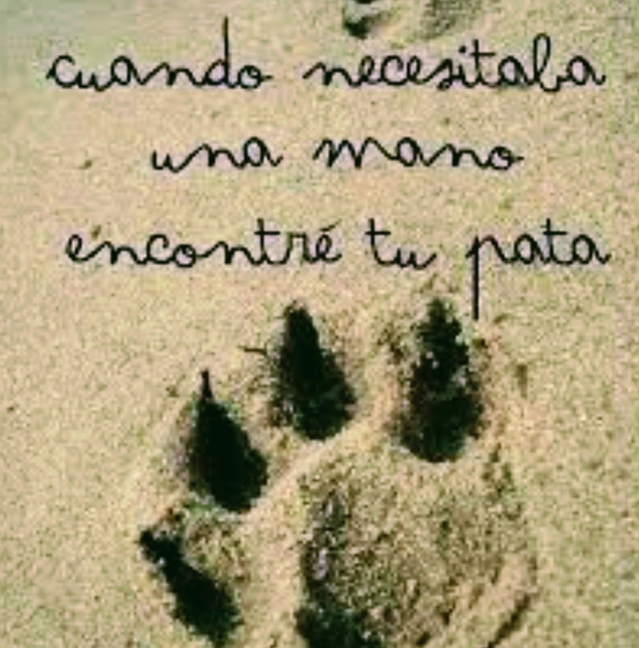 marili_castillo's tweet image. #LaNetaLaNeta cuando necesitaba una mano encontré tu pata 🤗🐕
