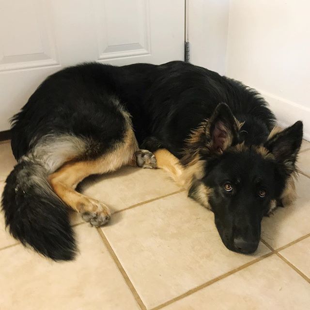 EmmaMyrick's tweet photo. And suddenly, he’s a grown up dog!
.
.
.
.
.
.
#teaspoonofnose #photooftheday #photoaday2018 #2018 #photoaday #puppy #puppylife #germanshepherd #puppylove #wedgeantillesmyrick #dogsofinstagram #pupsofinstagram #instapuppy #pets #german #cute #dog #shephe… https://t.co/IeucSX7QC4 https://t.co/Iz6Q3BepYW