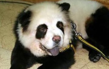 DJD_EGO's tweet image. #LaNetaLaNeta Que perro oso!