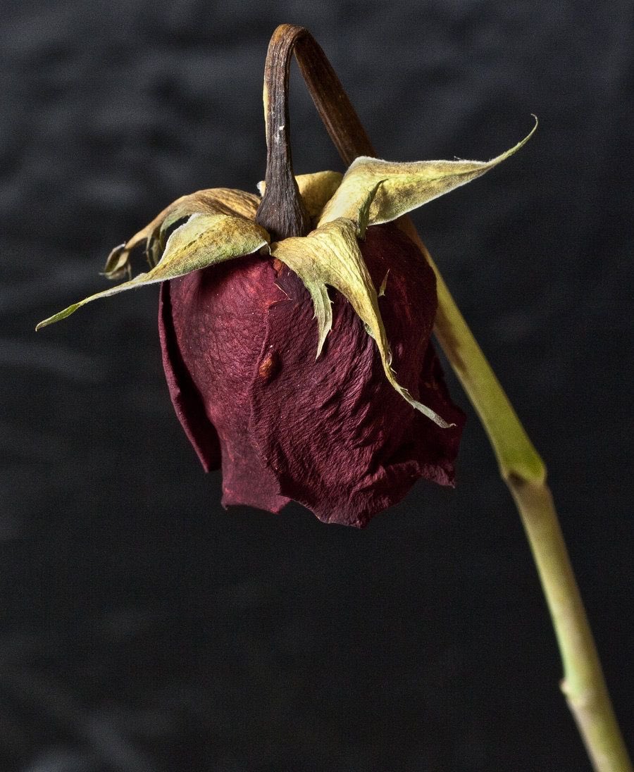 SketchDawg914's tweet photo. DEAD ROSES 🥀 https://t.co/hcPtDcQtoH