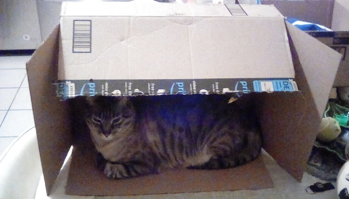 victorian_soul's tweet photo. . @MrGeorgeCat has been boxing again. 😅 #CatsOfTwitter #cats #catsinboxes 😻📥♻ https://t.co/OVVGiiD7OZ