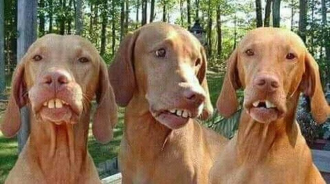 NotYetFunny's tweet photo. Mbona Watu Uogopa WaKale 
😂😂😂😂😂😂😂😂😂😂😂
😂😂📷📷#PicFreezed📷📷😂😂

😊FOLLOW ME &amp; RT TO GET A MENTION😱 IN MY NEXT TWEET😊

##2fmbreakfast #JeffAndJalasOnHot96 #photophridayonkiss #MediaShutDownKE #RIPMowzeyRadio #WhyKalonzoSkippedOath #trapadrive #brekko https://t.co/aVwMrd4iea