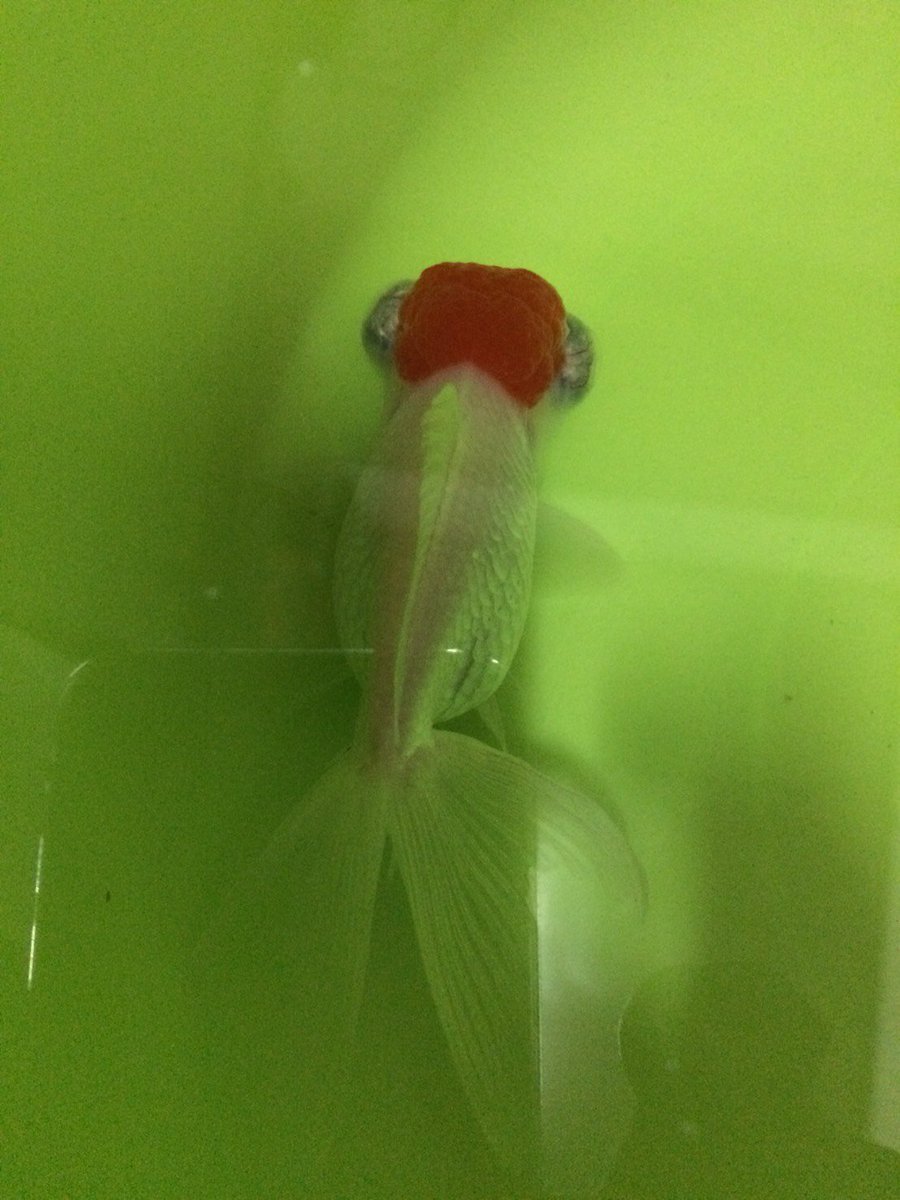 ｃｉｅｌ ａｌｅｎｃｏｎ シエル お腹大きい子 大潮時に押してみます