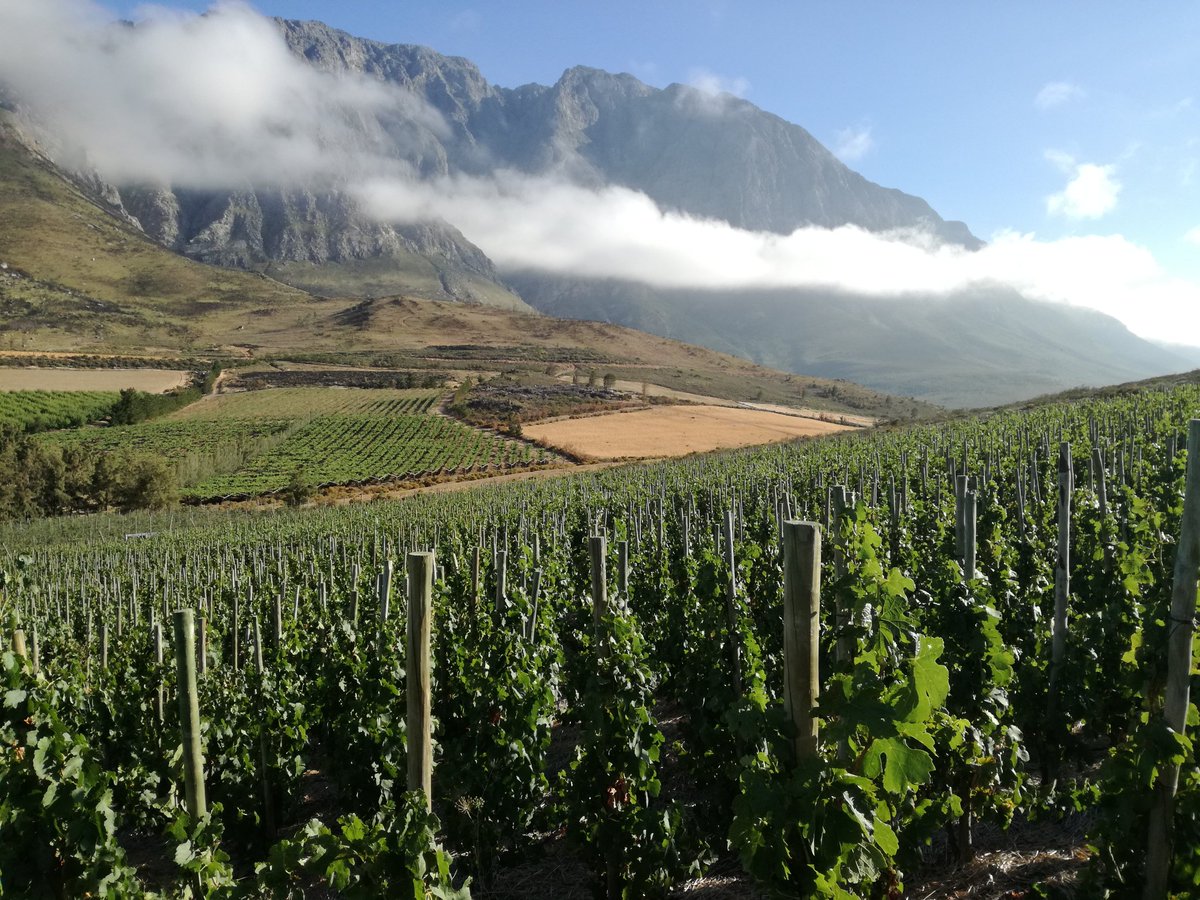 Not too bad view right <a href="/AlexStarey/">Alex Starey</a> <a href="/cabowines/">Cabo Esperança Wines</a>  #anderkantdieberg #echalas