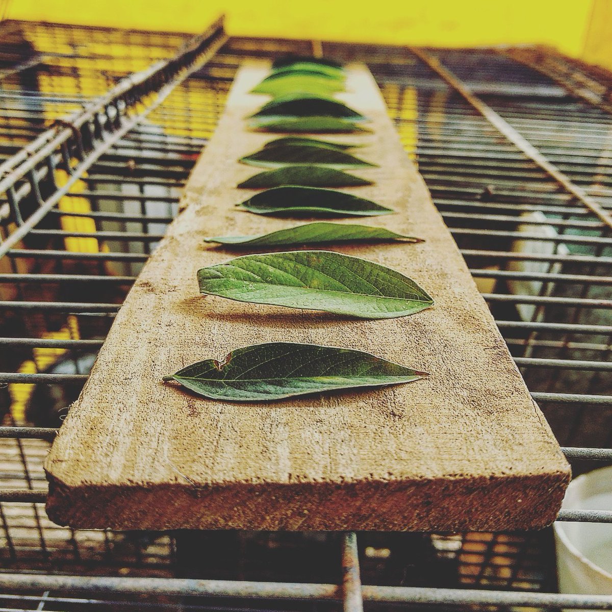 La dieta de nuestros conejos abarca gran cantidad de vegetales para balancear su alimentación.