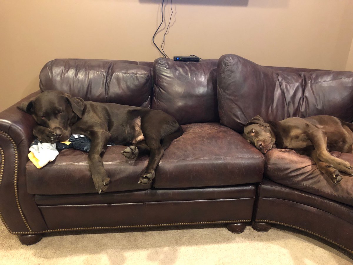 sshellen01's tweet image. Look at my best friends!  Ping on the left and Bella on the right,  My buddies as I work late.