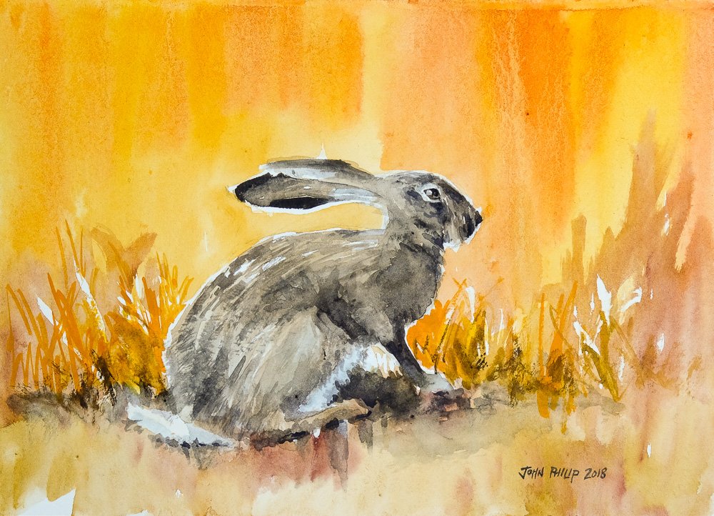 Day 2 - 30 Paintings in 30 Days Challenge
#hare #capehare #lepuscapensis #rabbit #animals #painting #watercolor #30paintingsin30days #30daychallenge #30in30 #dailypainting #animalpainting #rabbitpainting #southafrica #orange

johnphilip.co.za/hare-on-orange/