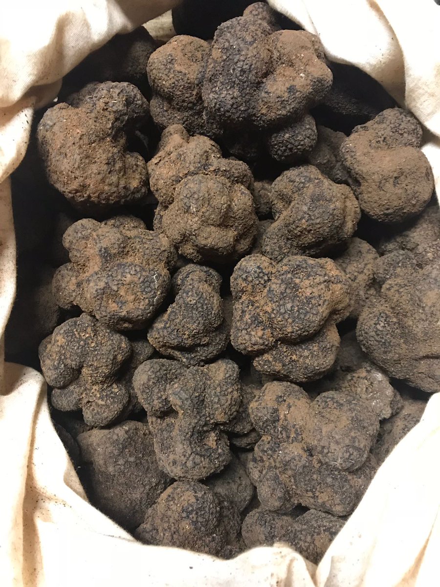 etruf_'s tweet image. Los días 5, 6 y 7 de Febrero, el @SalonHyT olerá a #Trufa #Melanosporum @etruf_ . Visítanos en el stand B5 @Fycma #Málaga @GastroMkg