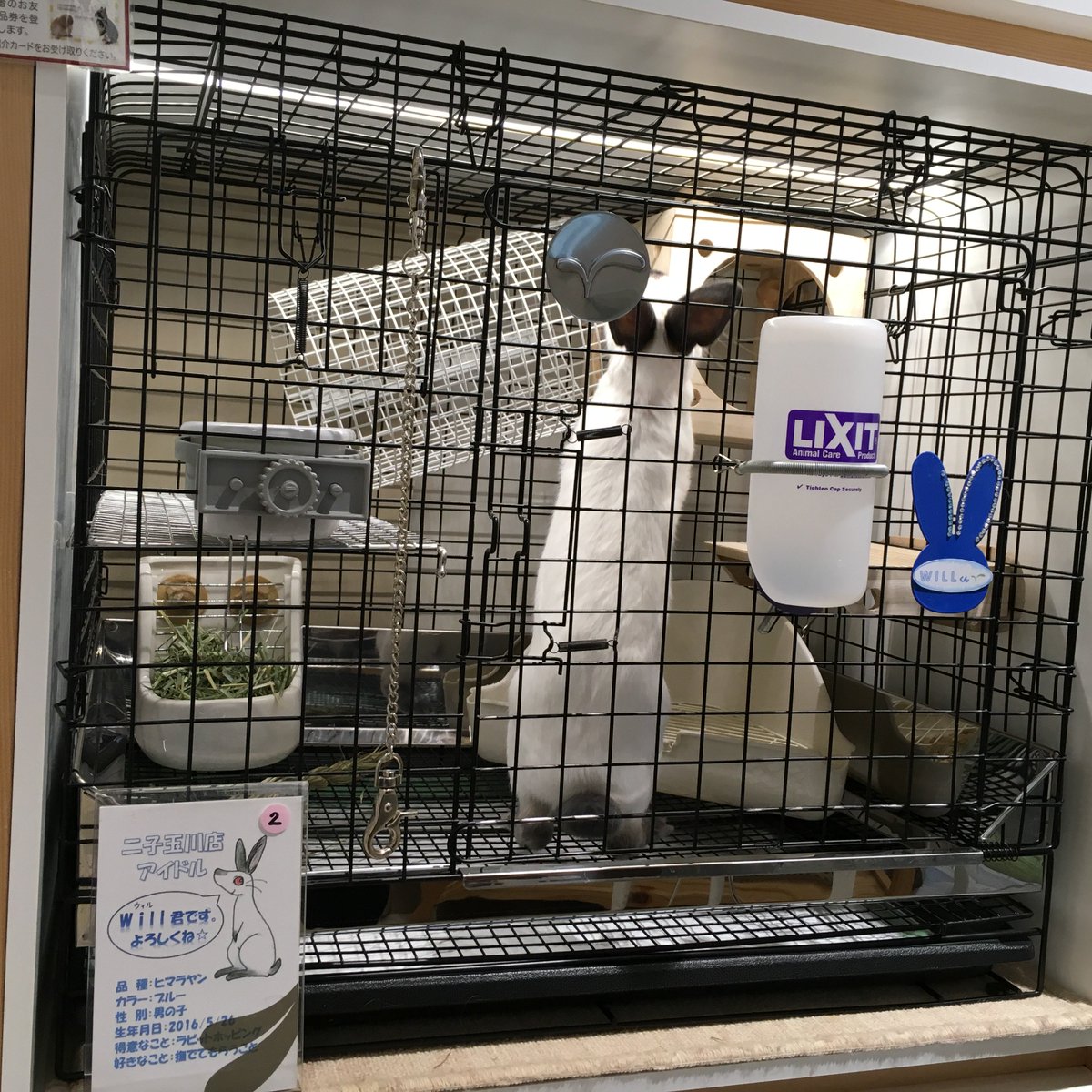 うさぎのしっぽhus二子玉川店 A Twitter レイアウト商品を使ってお部屋の中をアレンジ 新しいお部屋に興味深々のアイドルwill君 気に入ってくれたかな たくさん遊んでね うさぎのしっぽ 二子玉川 ケージレイアウト